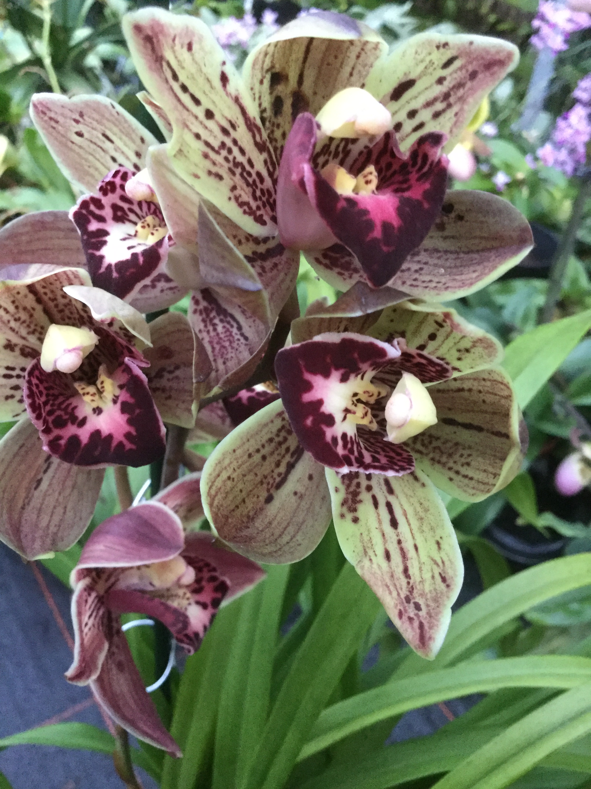 Cymbidium Vogel´s Magic