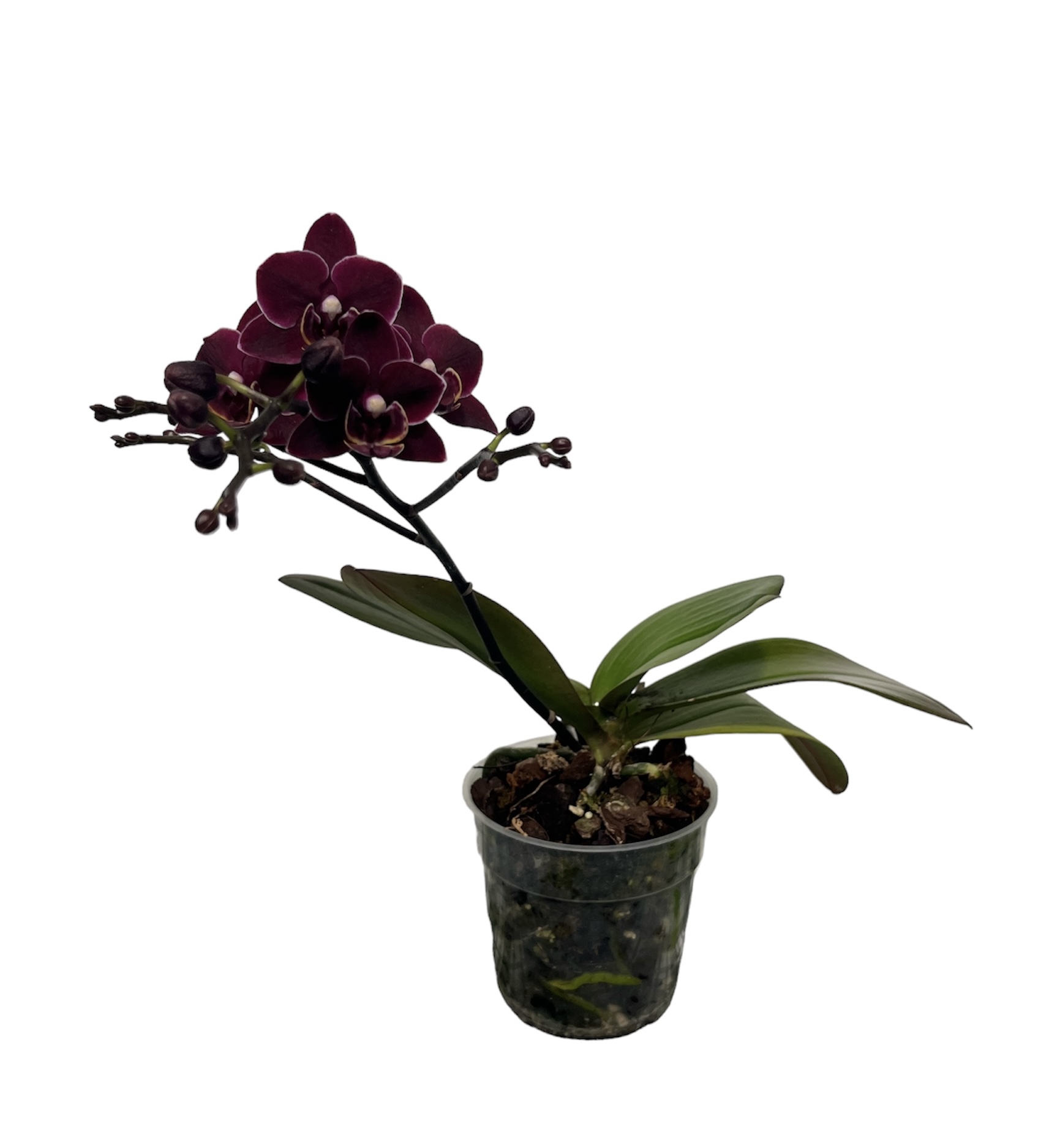 Phalaenopsis Black Angel 'Black Cat'