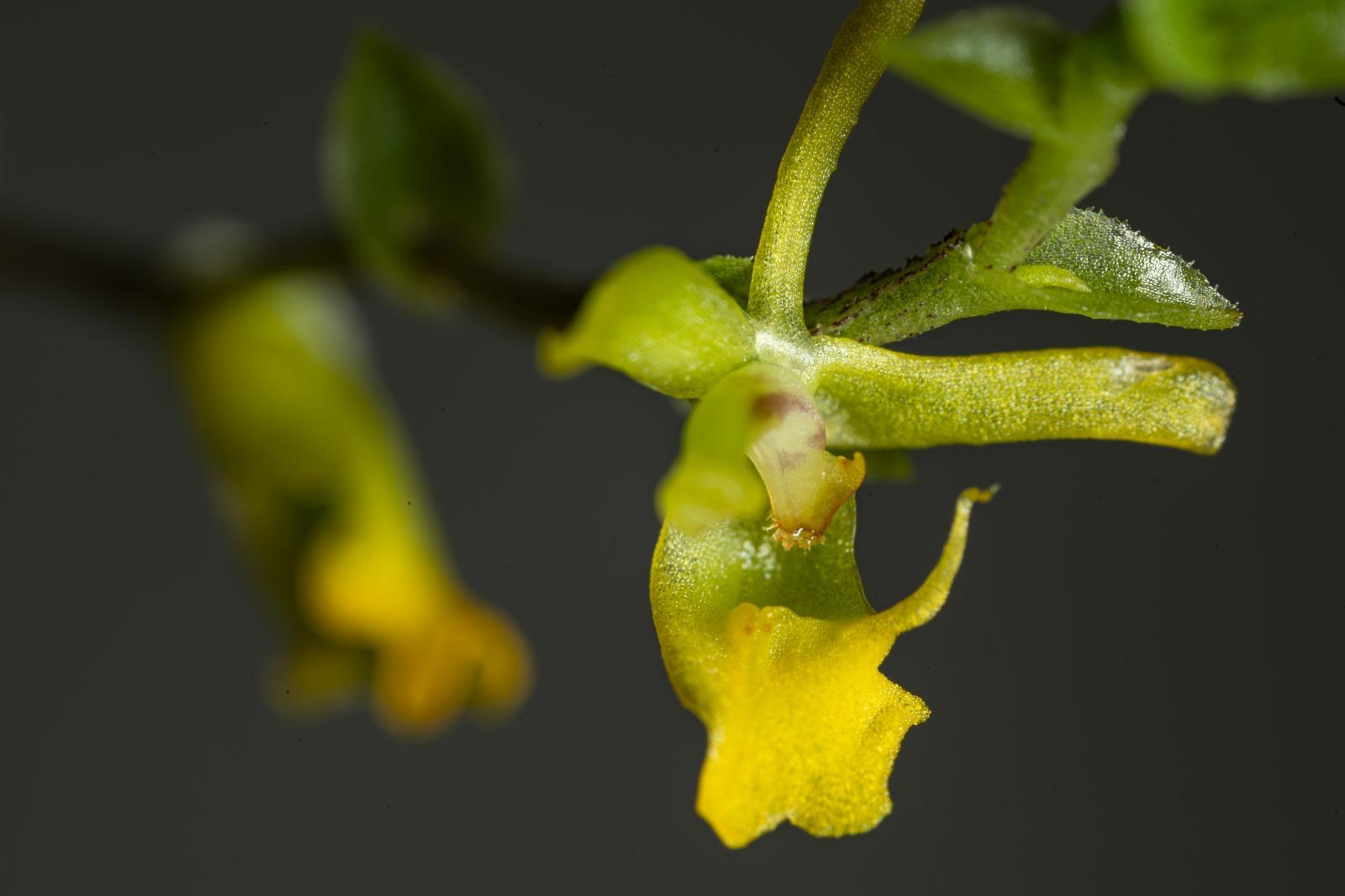 Platyrhiza quadricolor