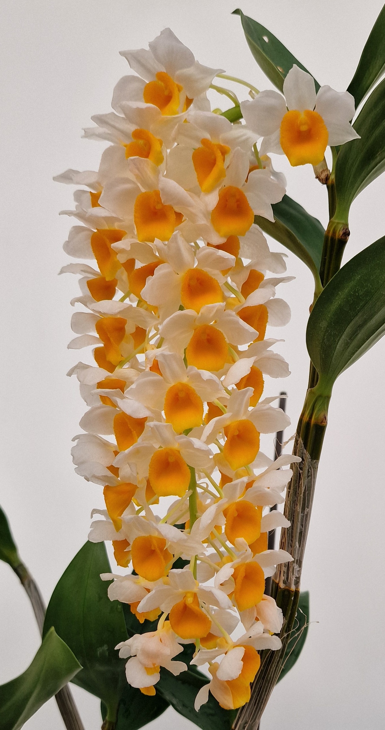 Dendrobium Cream Cascade 