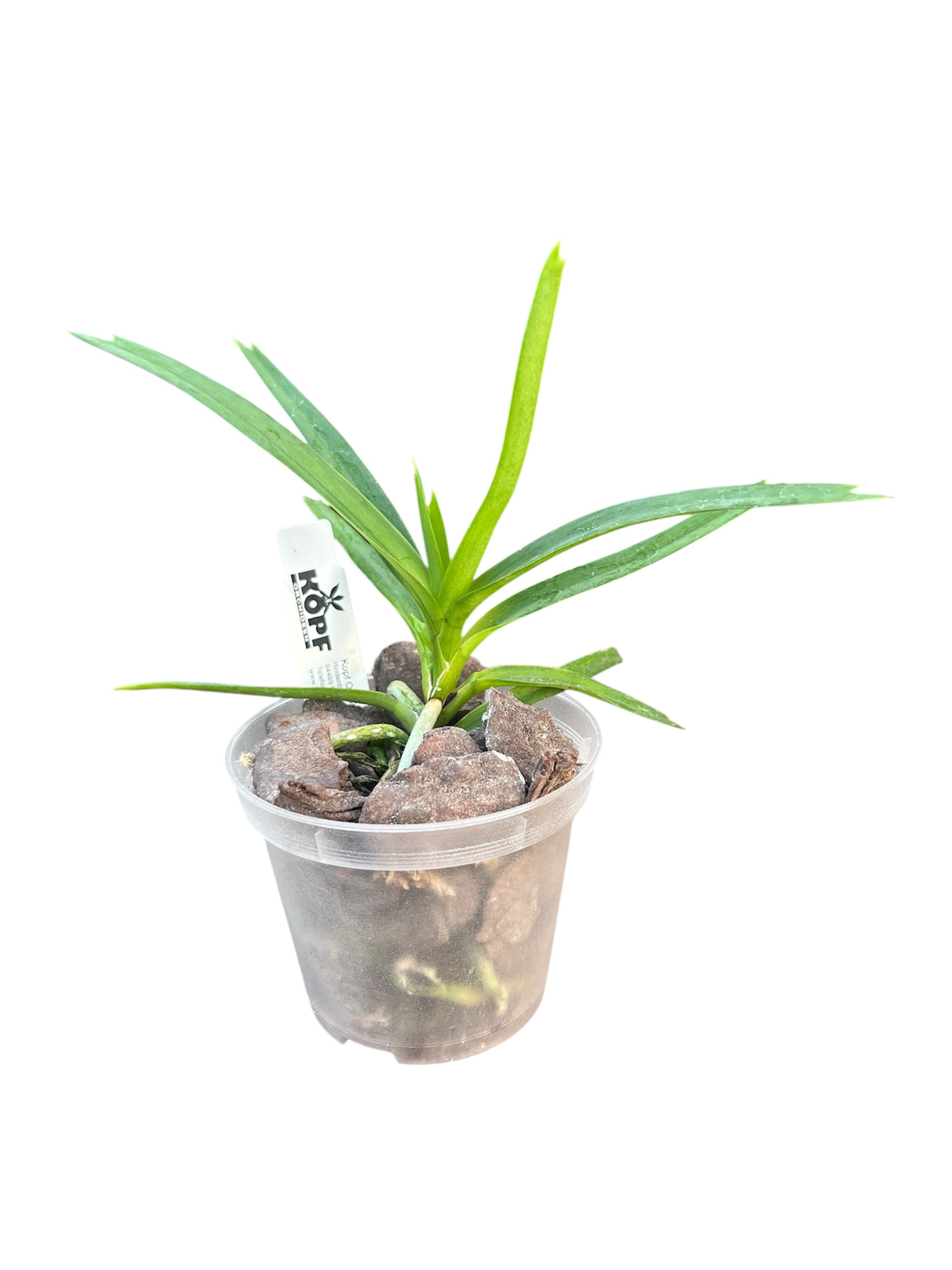 Vanda cristata