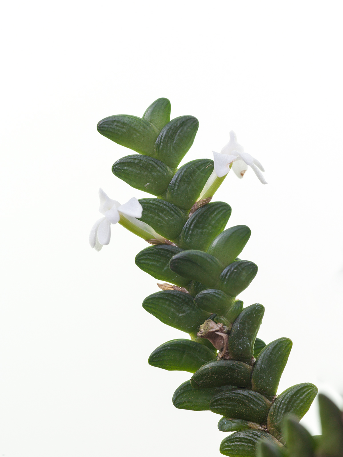 Angraecum distinchum