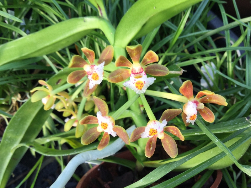 Gastrochilus acutifolius (Ampel)