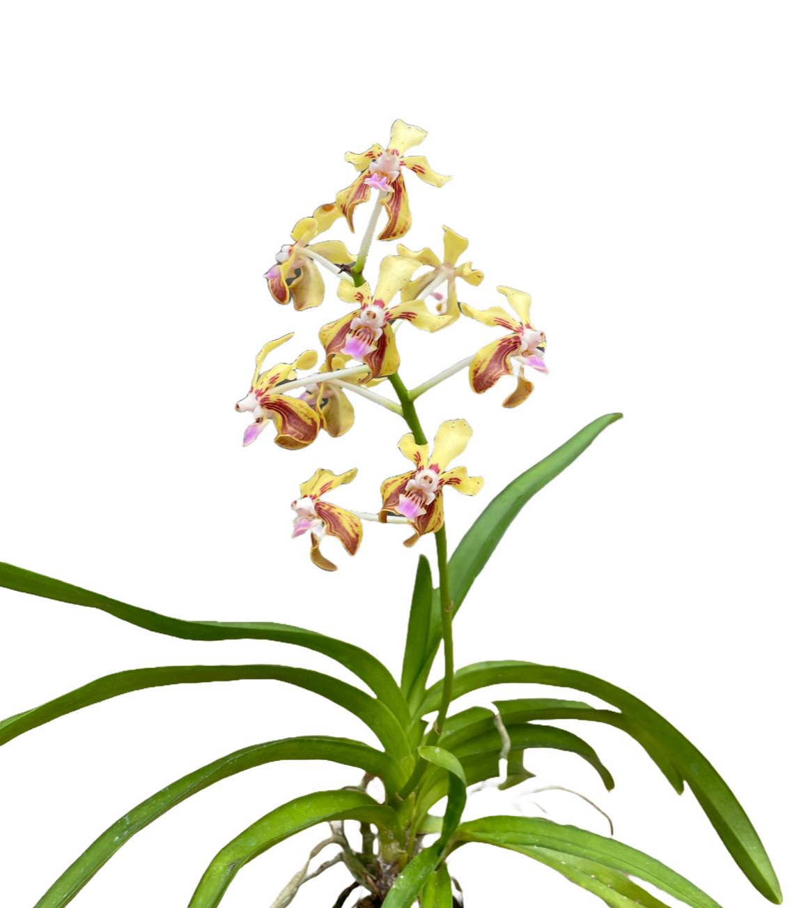 Vanda lamellata var. remediosae