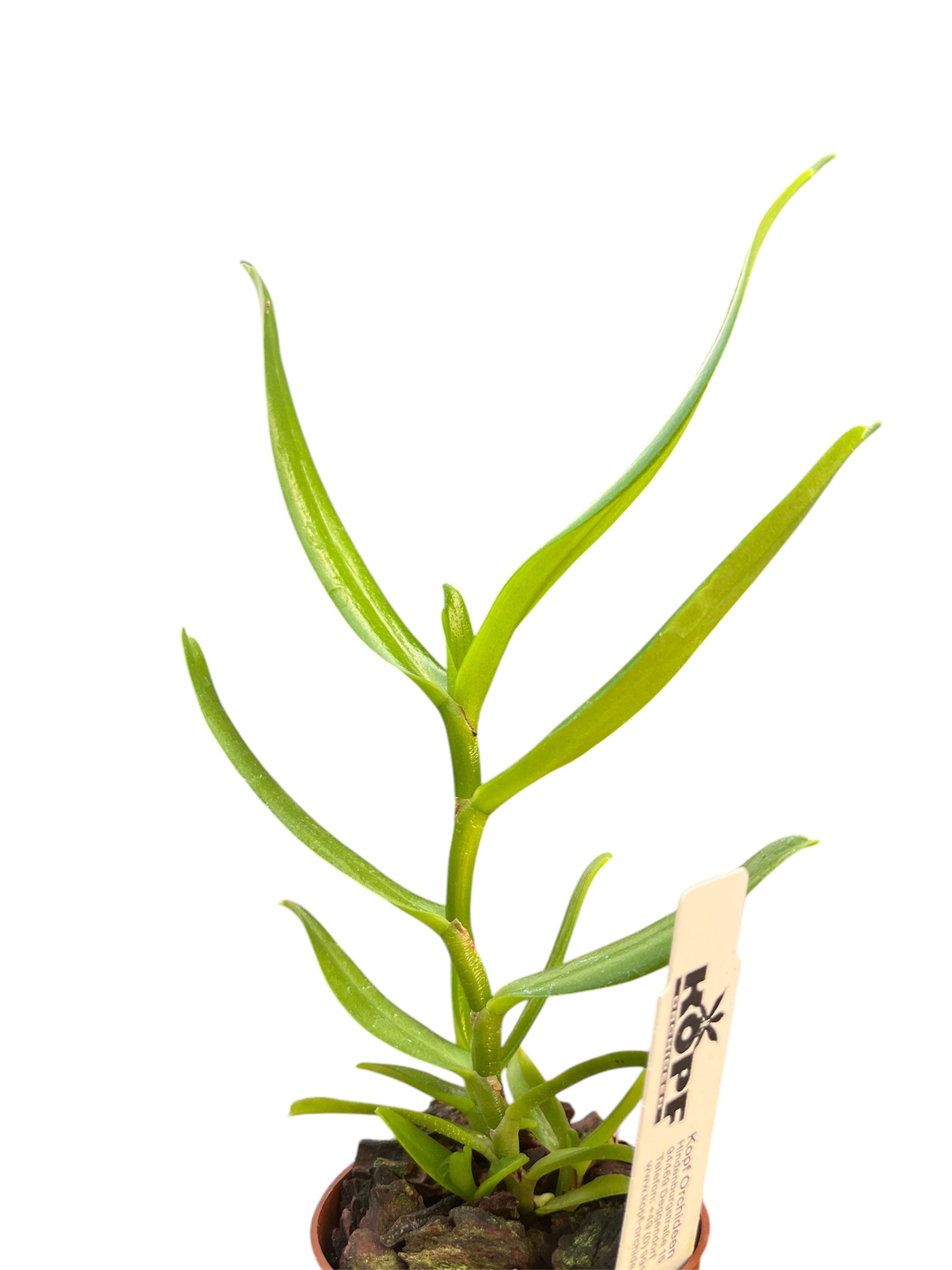 Angraecum florulentum