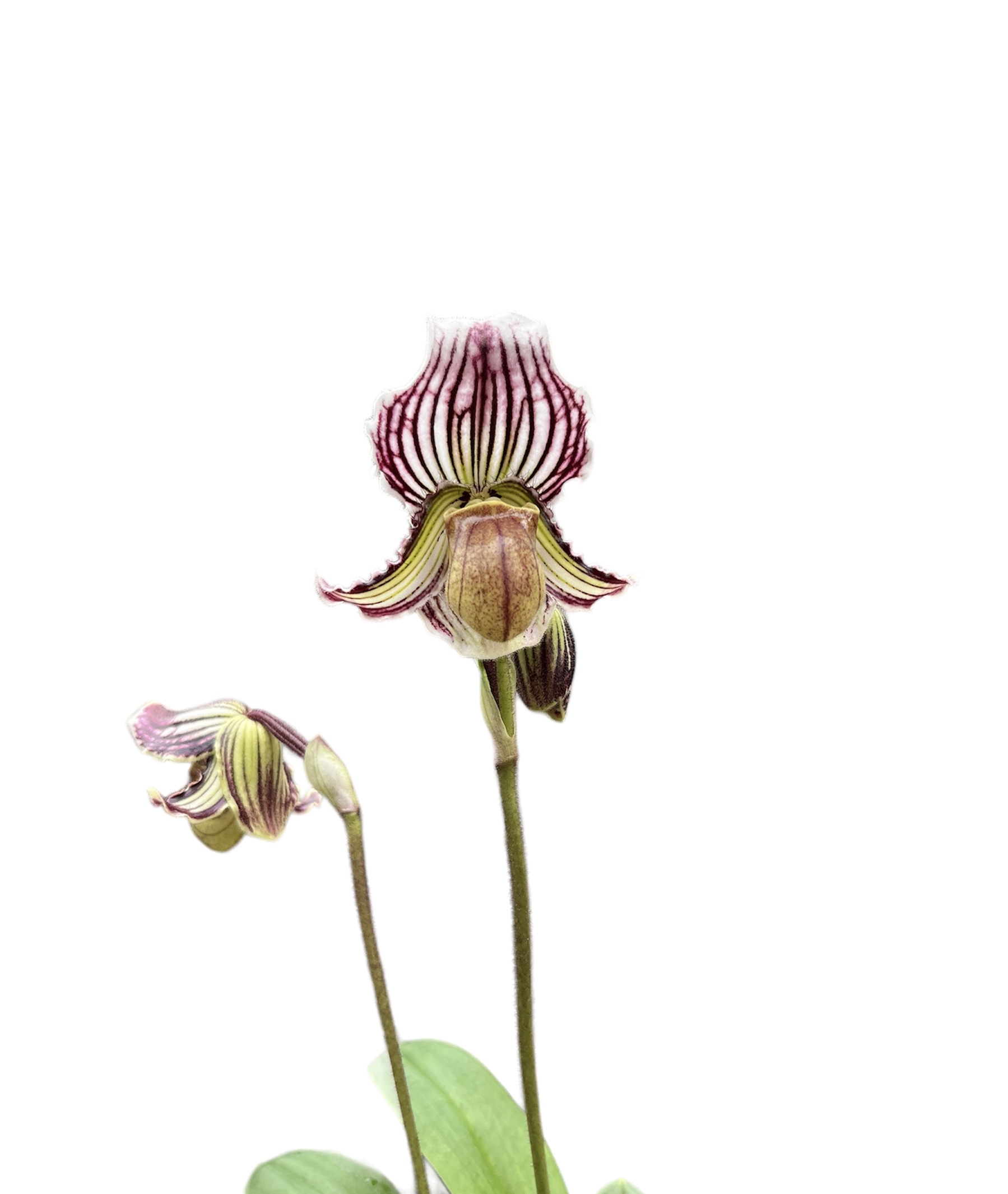 Paphiopedilum fairrieanum