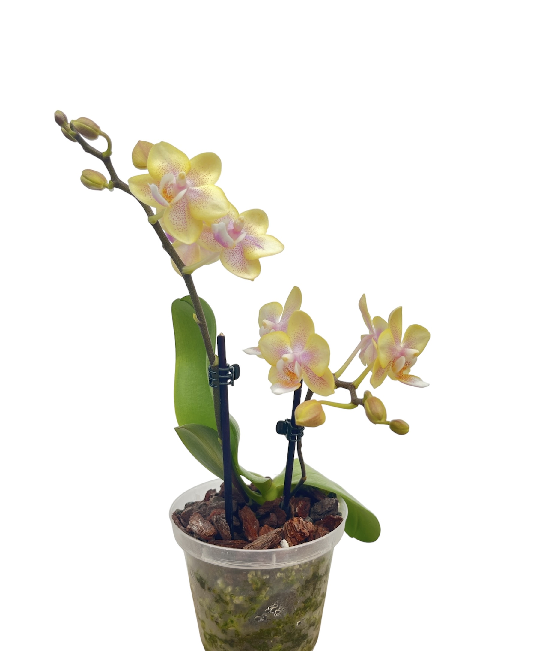 Phalaenopsis Leonora 3 'Lemon Ice Cream'