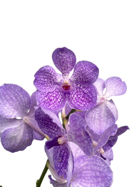 Vanda KANCHANA® Angelite