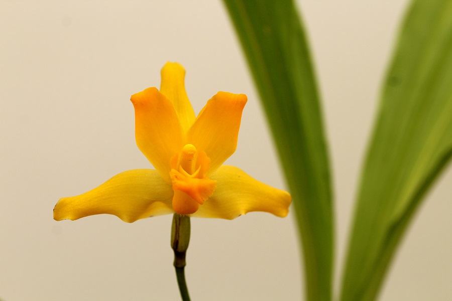 Lycaste cruenta