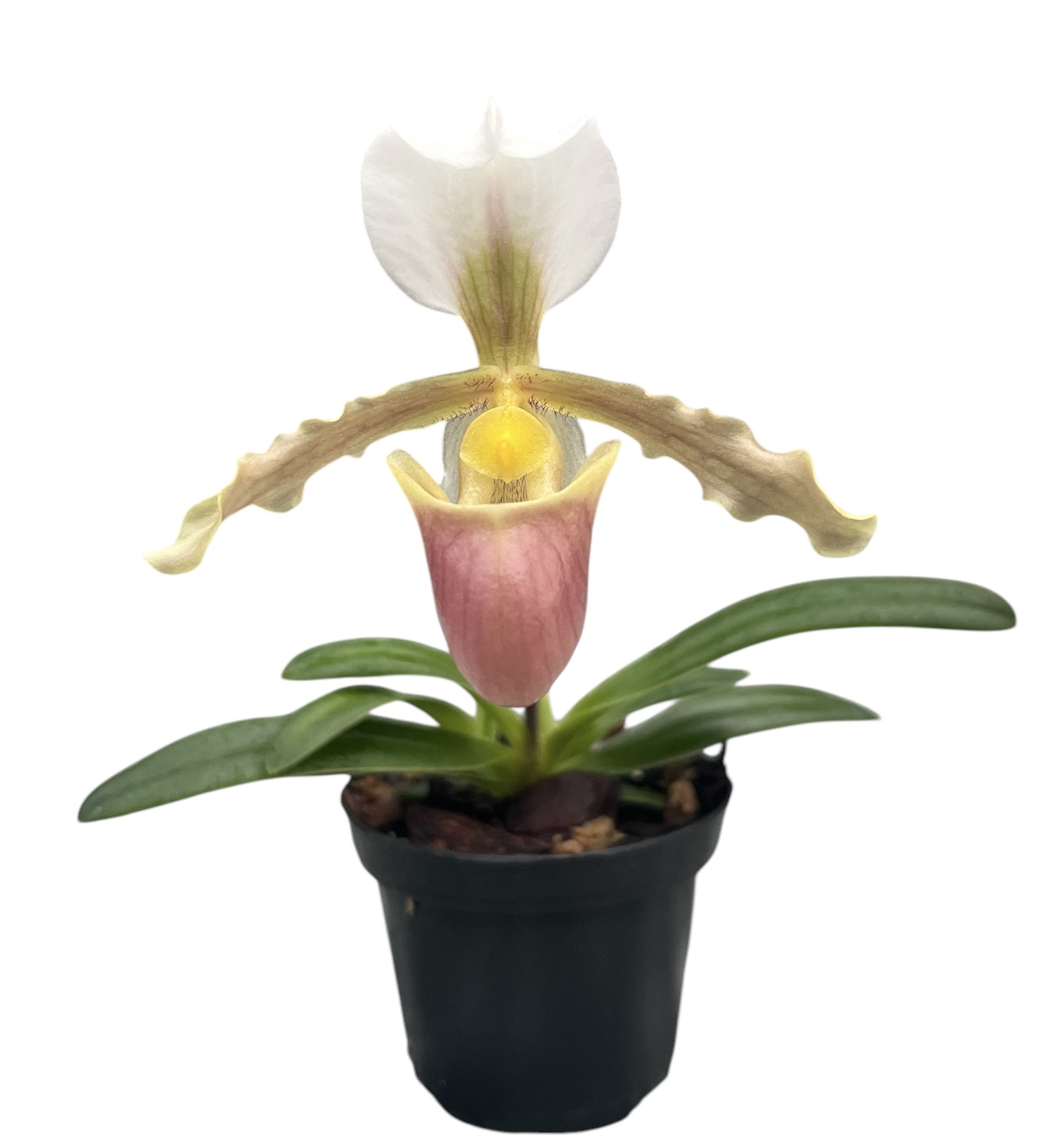 Paphiopedilum barbigerum 