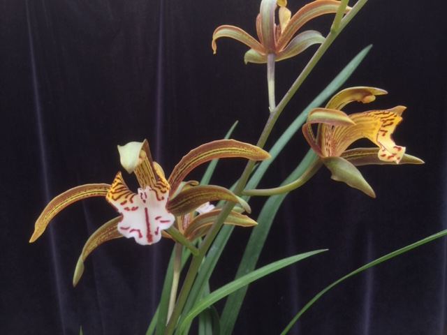 Cymbidium erythraeum