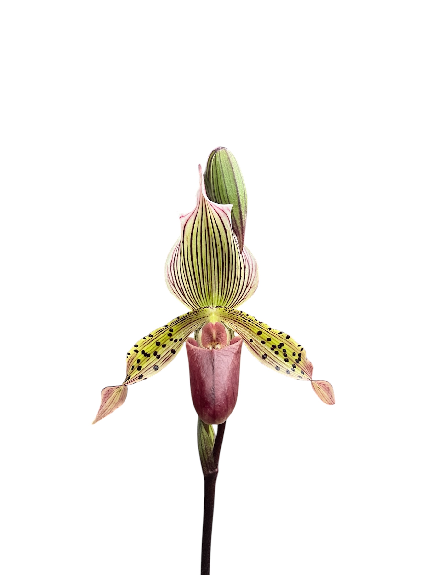 Paphiopedilum l'Ansonii (rothschildianum x Morganiae)