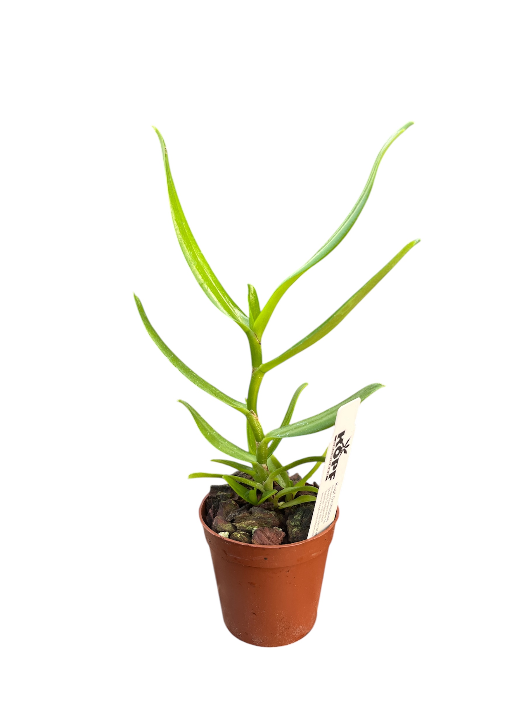 Angraecum florulentum