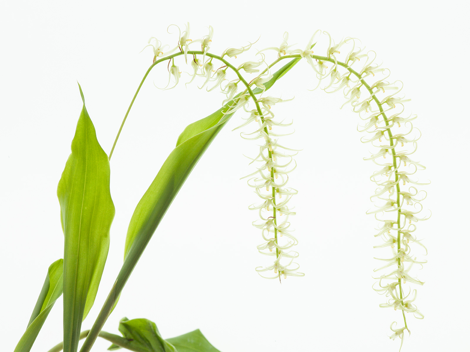 Dendrochilum arachnites