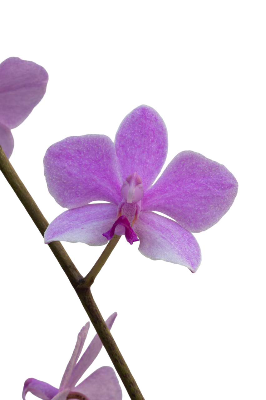 Phalaenopsis pulcherrima coerulea x lowii