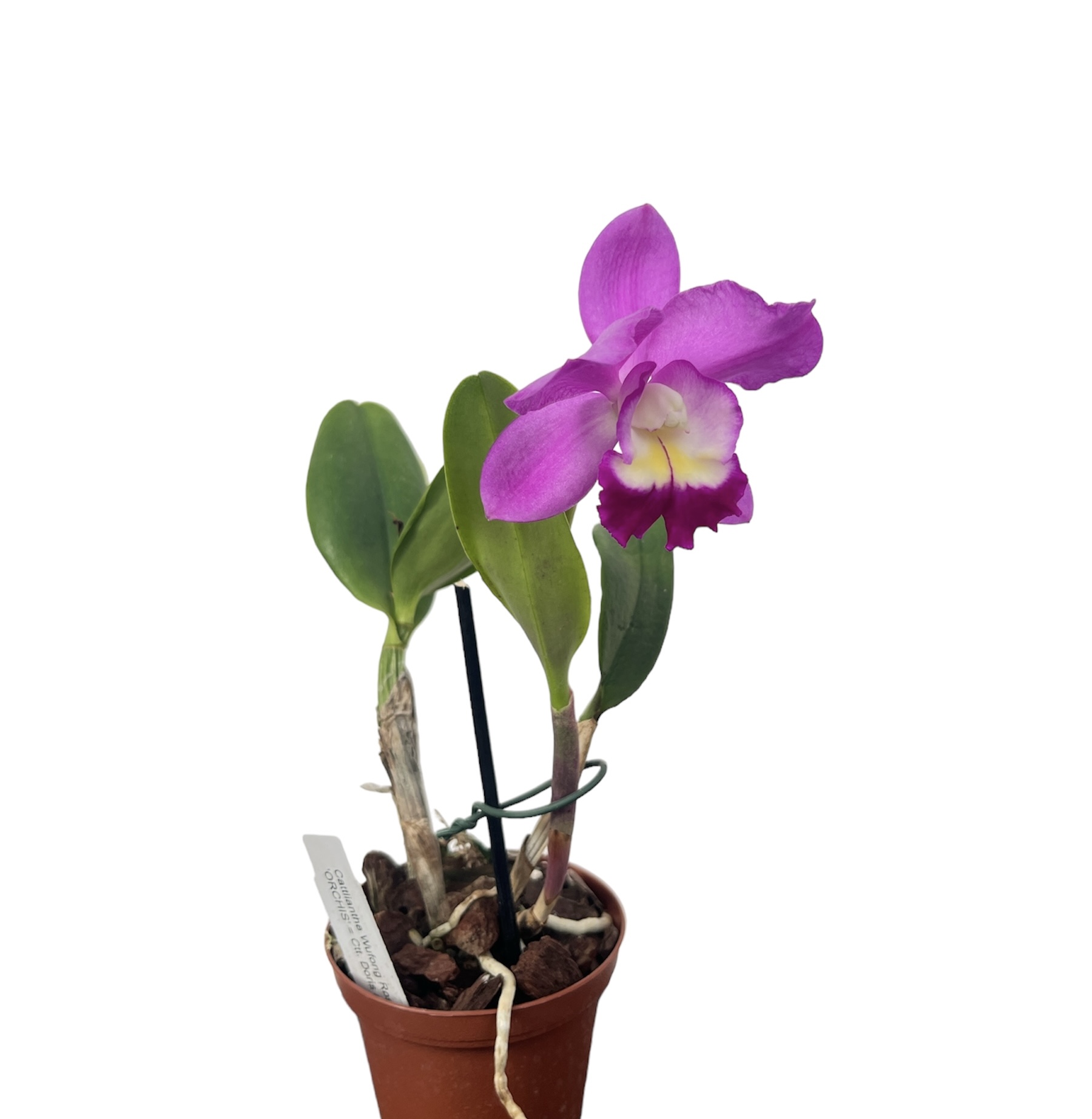 Cattleya Wufong Rose