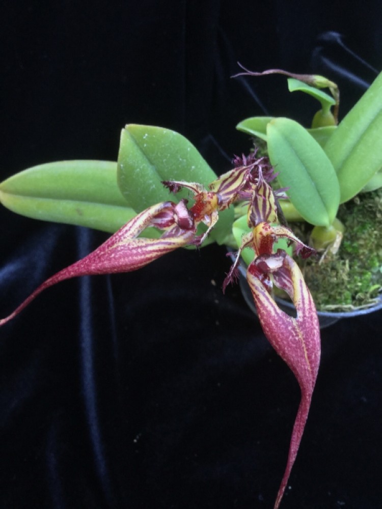 Bulbophyllum Cindy Dukes (rotschildianum x putidum)